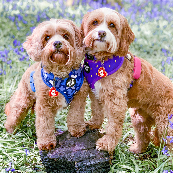 Dog & Puppy Harness - Grey Cotton & Luxury Brass – Noggins & Binkles