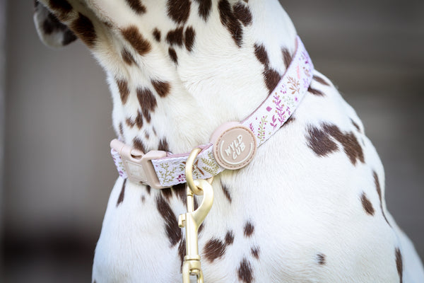 Adjustable Dog Collar: Chiswick Oyster