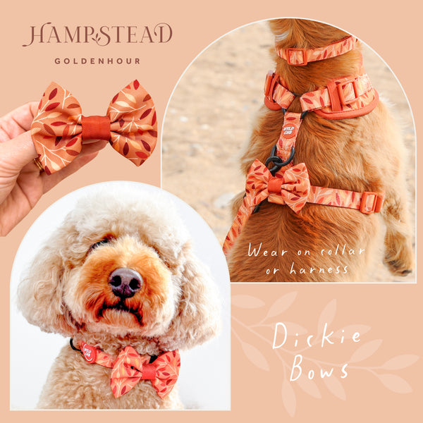 Dog Bow Tie: Hampstead Golden Hour