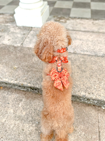 Dog Sailor Bow Tie: Hampstead Golden Hour