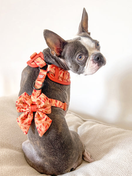 Dog Sailor Bow Tie: Hampstead Golden Hour