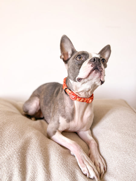 Adjustable Dog Collar: Hampstead Golden Hour