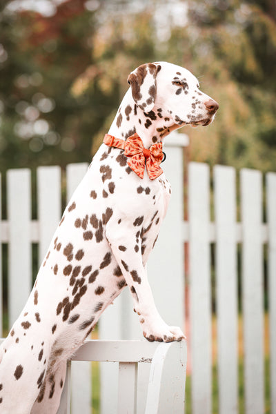 Dog Sailor Bow Tie: Hampstead Golden Hour