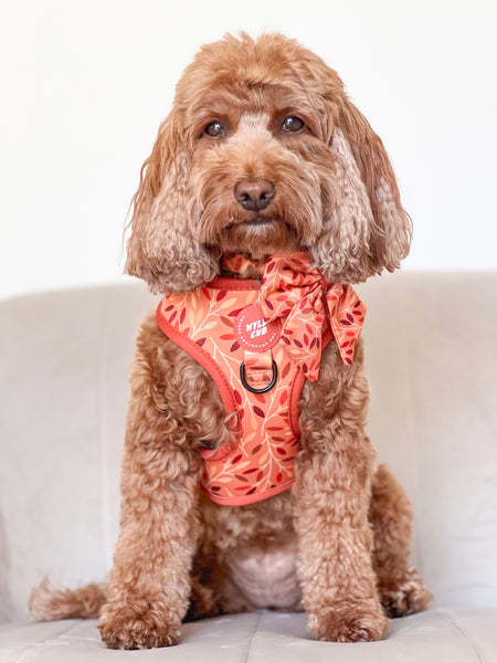 Dog Sailor Bow Tie: Hampstead Golden Hour