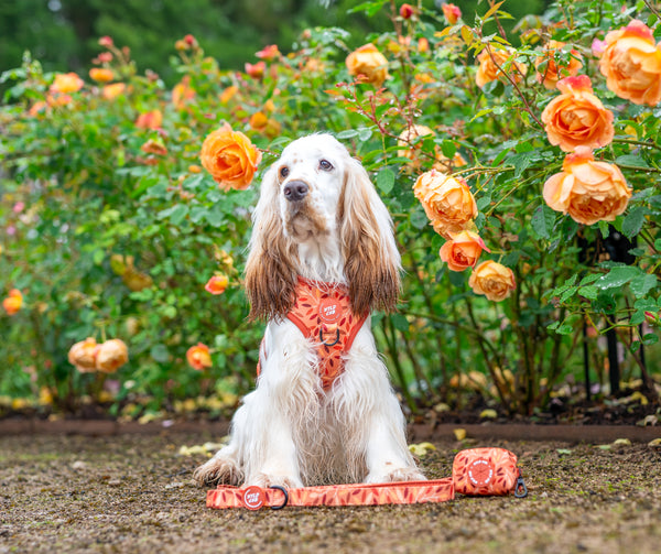 Dog Poop Bag Holder: Hampstead Golden Hour