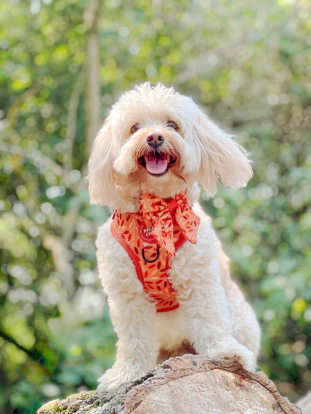 Dog Sailor Bow Tie: Hampstead Golden Hour