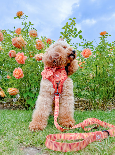 Dog Lead: Hampstead Golden Hour