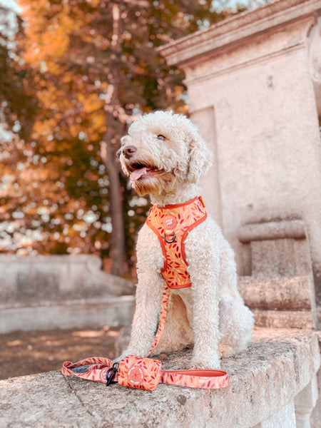 Adjustable Dog Harness: Hampstead Golden Hour