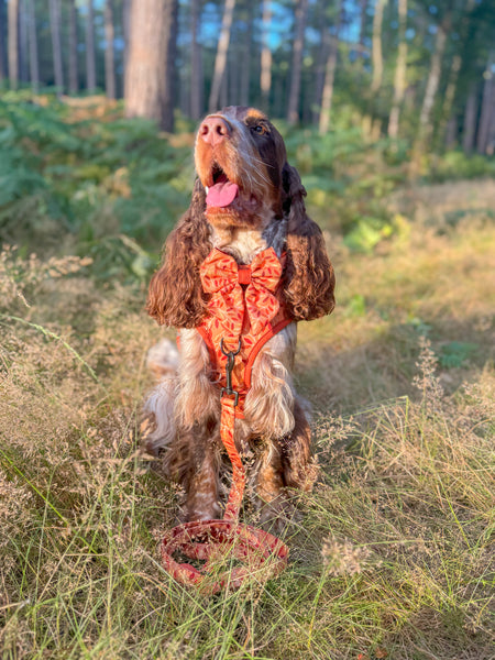 Dog Lead: Hampstead Golden Hour