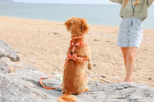 Dog Bow Tie: Hampstead Golden Hour