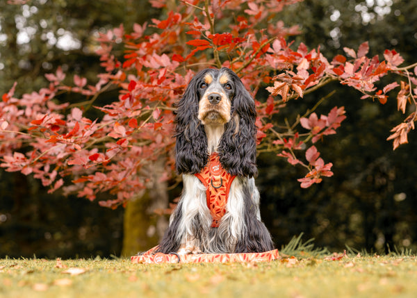 Adjustable Dog Harness: Hampstead Golden Hour