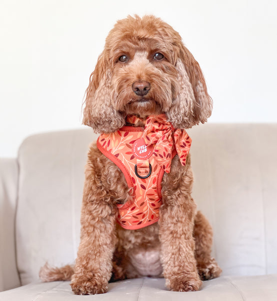 Adjustable Dog Harness: Hampstead Golden Hour