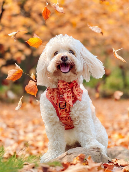 Adjustable Dog Harness: Hampstead Golden Hour