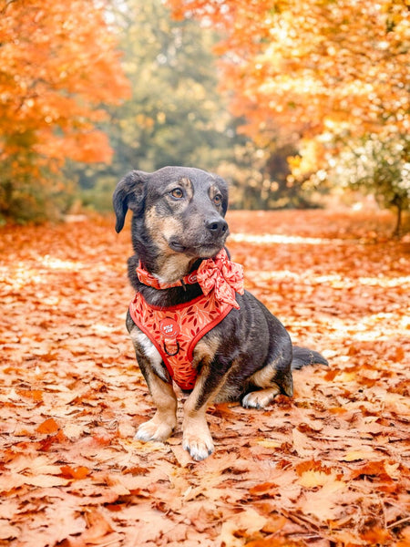 Adjustable Dog Harness: Hampstead Golden Hour