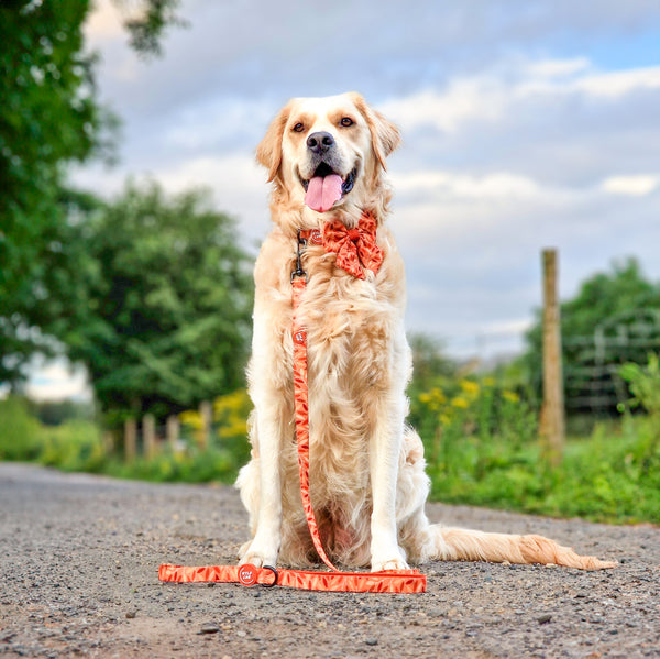 Dog Lead: Hampstead Golden Hour