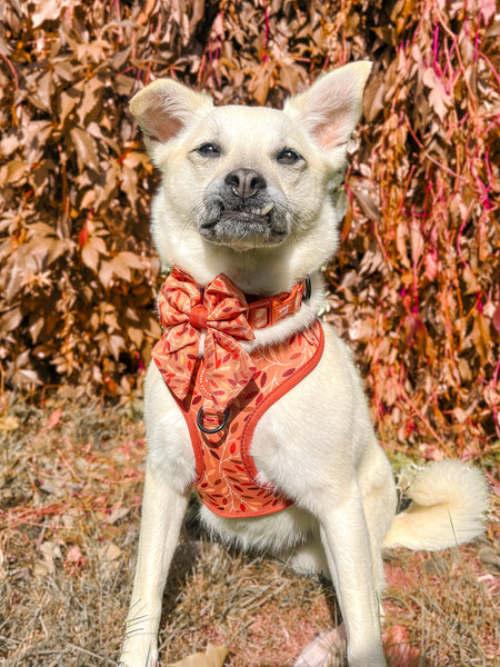 Dog Sailor Bow Tie: Hampstead Golden Hour