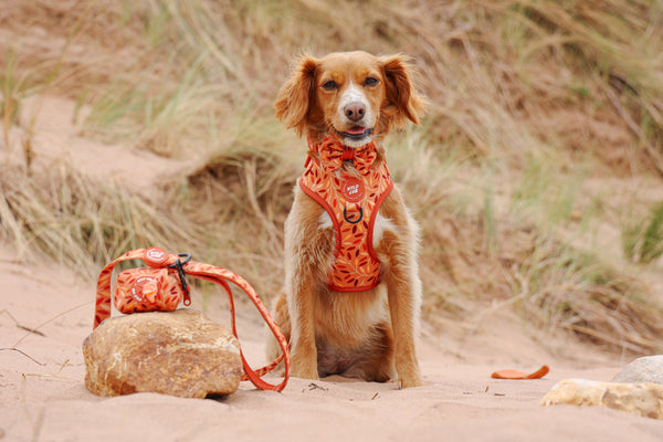 Dog Poop Bag Holder: Hampstead Golden Hour