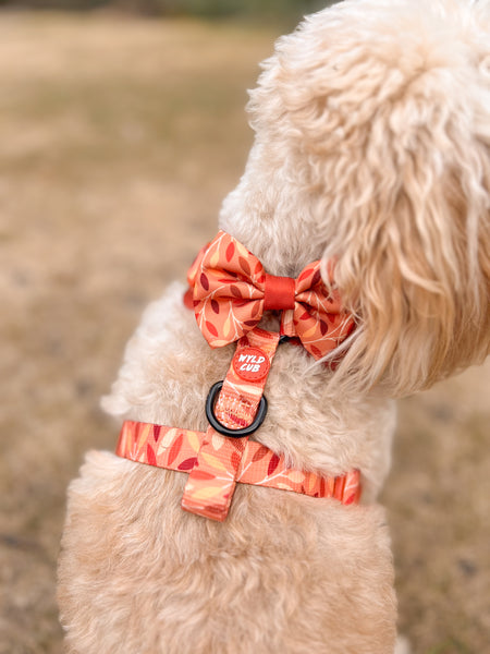 Dog Bow Tie: Hampstead Golden Hour