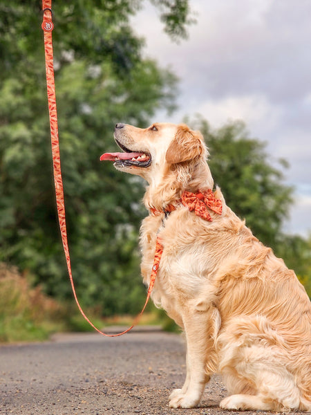 Dog Lead: Hampstead Golden Hour