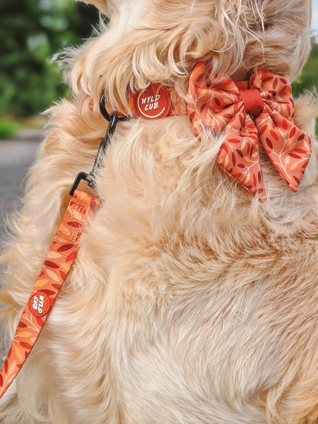 Dog Lead: Hampstead Golden Hour