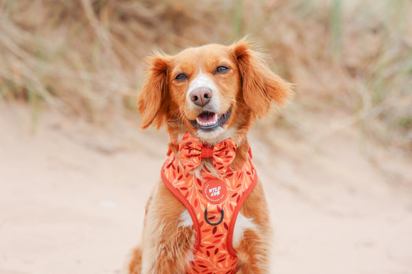 Dog Bow Tie: Hampstead Golden Hour