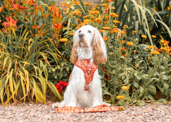 Adjustable Dog Harness: Hampstead Golden Hour