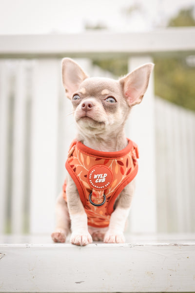 Adjustable Dog Harness: Hampstead Golden Hour