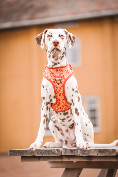 Adjustable Dog Harness: Hampstead Golden Hour