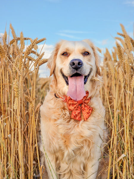 Dog Sailor Bow Tie: Hampstead Golden Hour