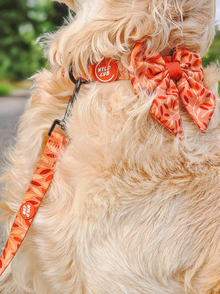 Dog Sailor Bow Tie: Hampstead Golden Hour