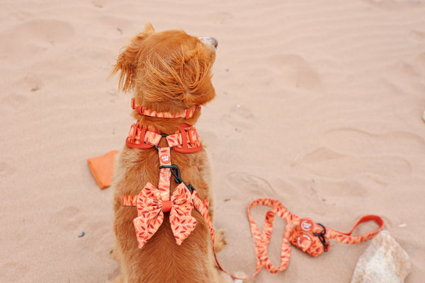 Dog Sailor Bow Tie: Hampstead Golden Hour