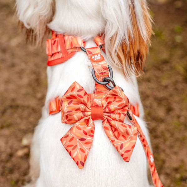 Dog Lead: Hampstead Golden Hour