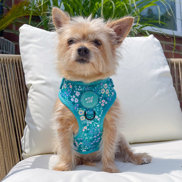 Adjustable Dog Harness: Notting Hill Mint