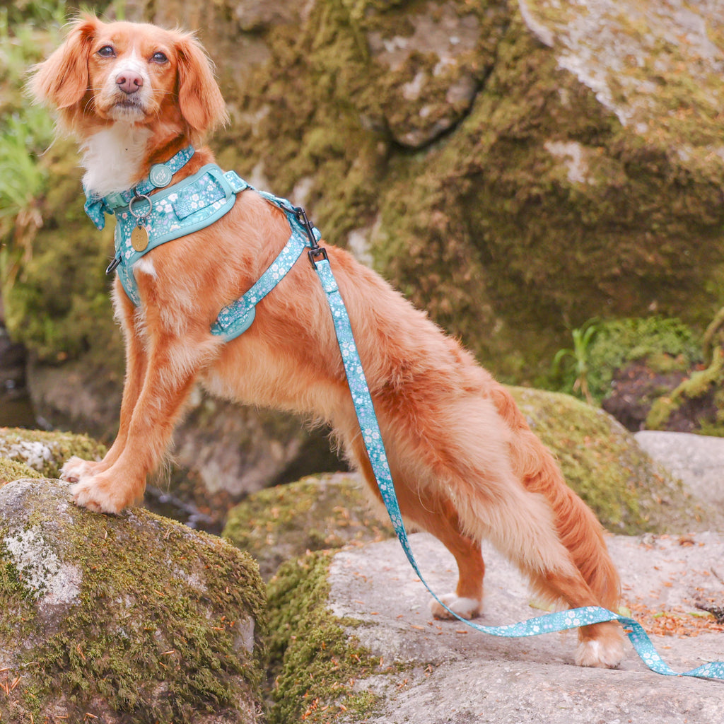 Cubs sales dog harness