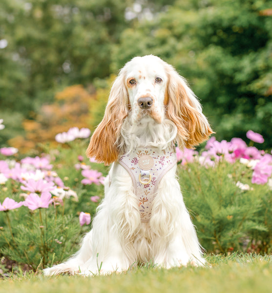 Adjustable Dog Harness: Chiswick Oyster