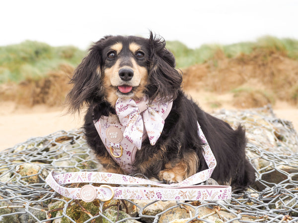 Dog Sailor Bow Tie: Chiswick Oyster