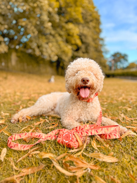 Dog Lead: Hampstead Golden Hour