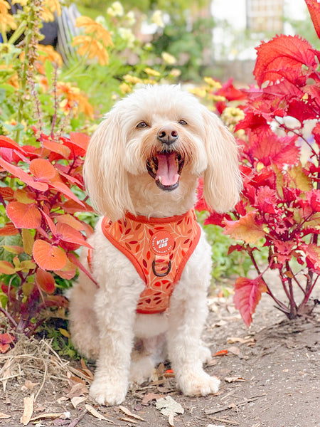 Adjustable Dog Harness: Hampstead Golden Hour