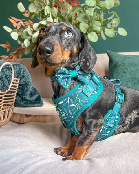 Adjustable Dog Harness: Hampstead Evergreen