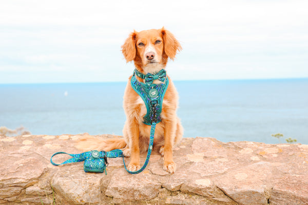 Dog Bow Tie: Hampstead Evergreen