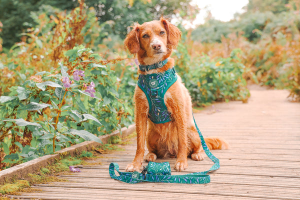 Adjustable Dog Collar: Hampstead Evergreen