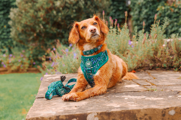 Adjustable Dog Collar: Hampstead Evergreen