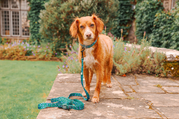 Adjustable Dog Collar: Hampstead Evergreen