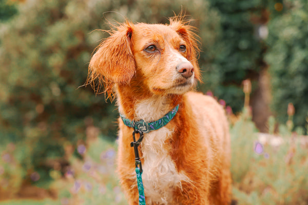 Adjustable Dog Collar: Hampstead Evergreen