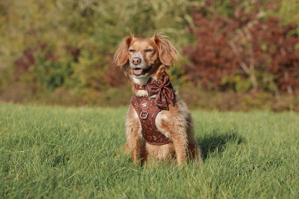 Dog Sailor Bow Tie: Chiswick Chestnut