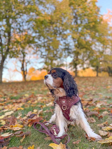 Dog Lead: Chiswick Chestnut