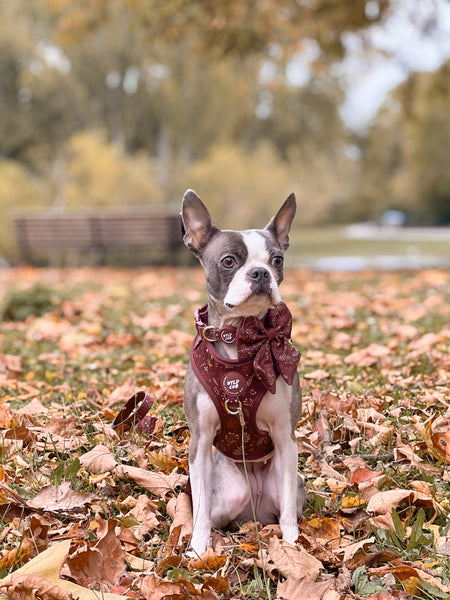 Dog Sailor Bow Tie: Chiswick Chestnut