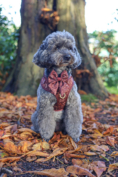 Dog Sailor Bow Tie: Chiswick Chestnut