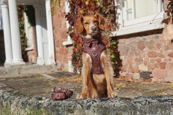 Dog Bow Tie: Chiswick Chestnut