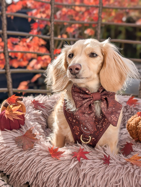 Dog Sailor Bow Tie: Chiswick Chestnut